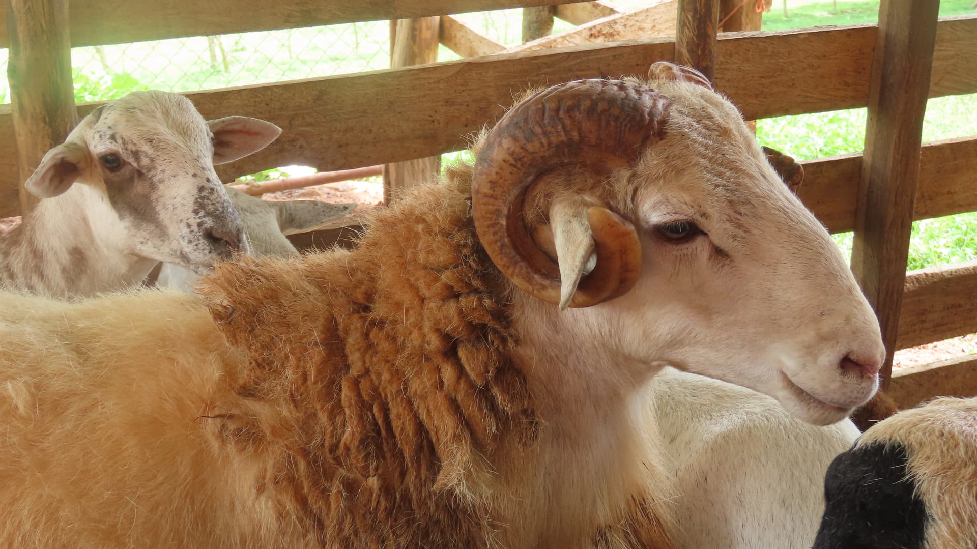 Carnero en el area de animales de Hacienda Barrios