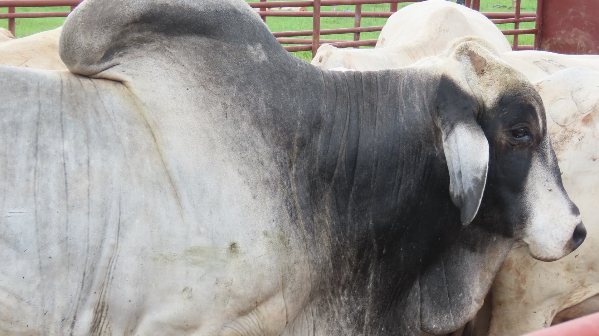 Ganado visto de cerca en Hacienda Barrios
