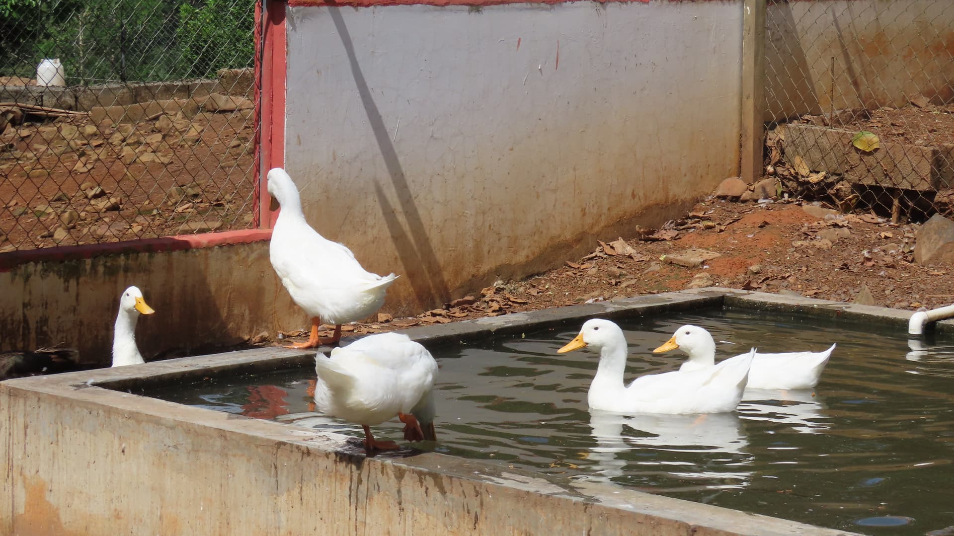 Patos junto al estanque de la hacienda