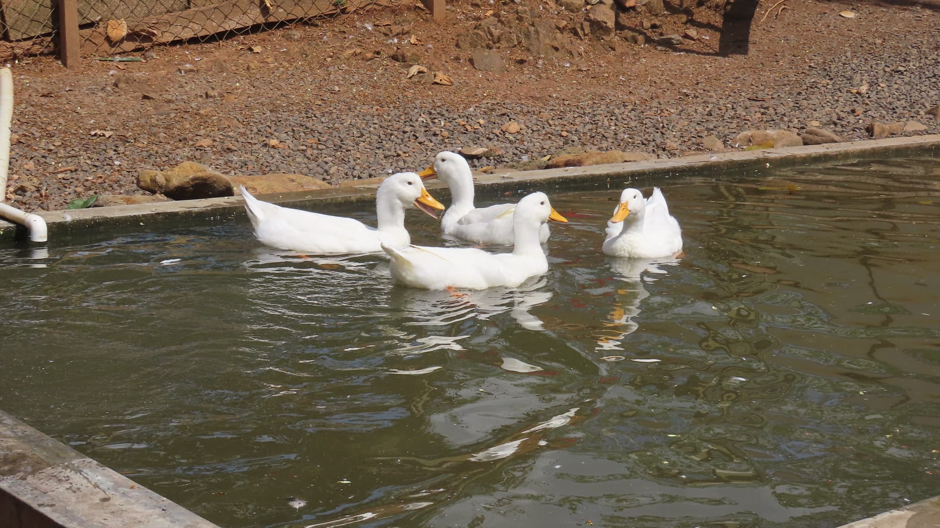 Patos nadando en el estanque