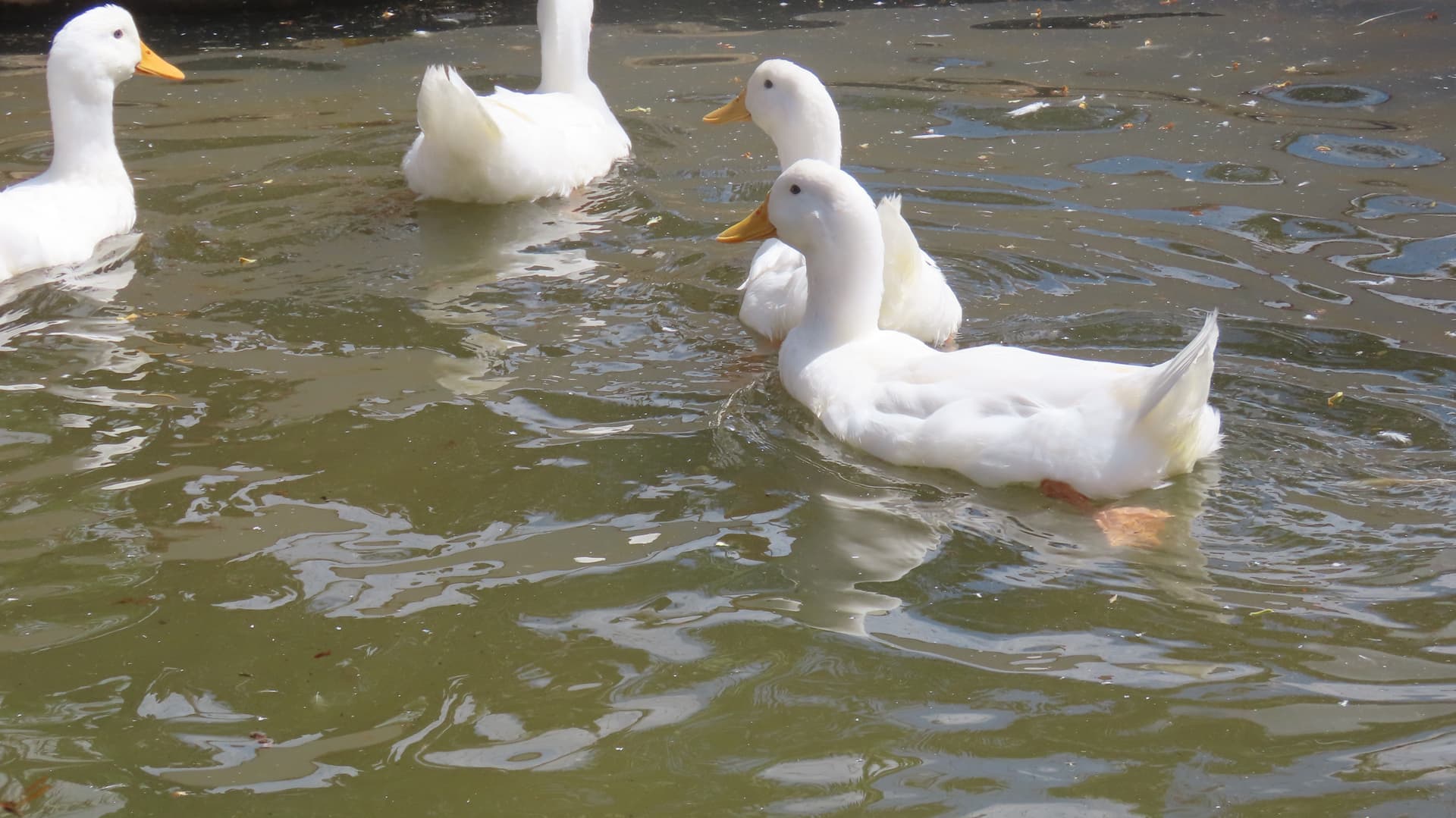 Grupo de patos en el estanque de Hacienda Barrios
