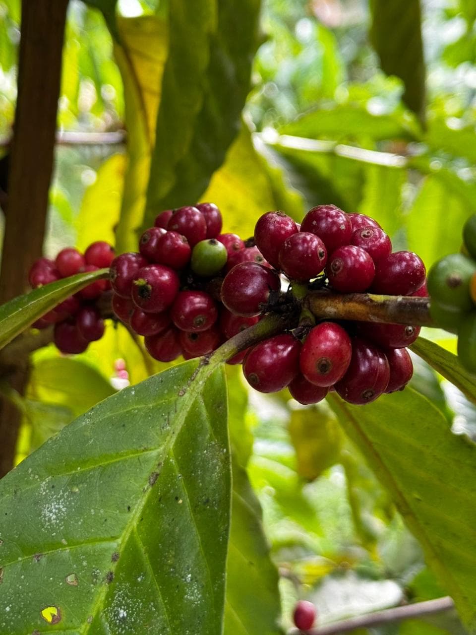 Granos de cafe en la planta