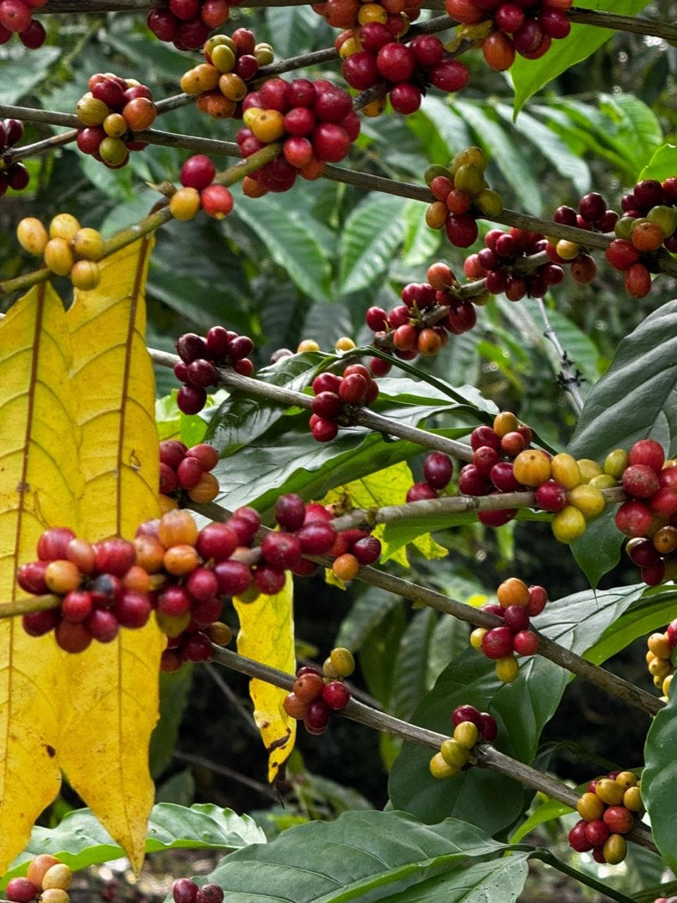 Ramas de cafe con frutos maduros
