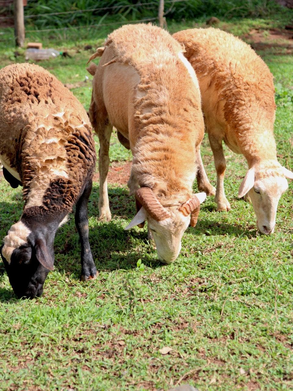 Ovejas pastando en Hacienda Barrios