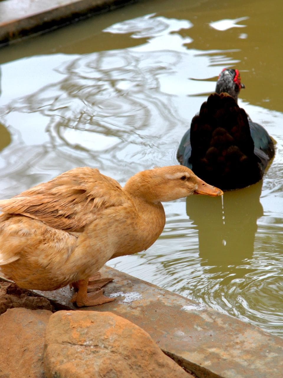 Patos junto al estanque de la finca