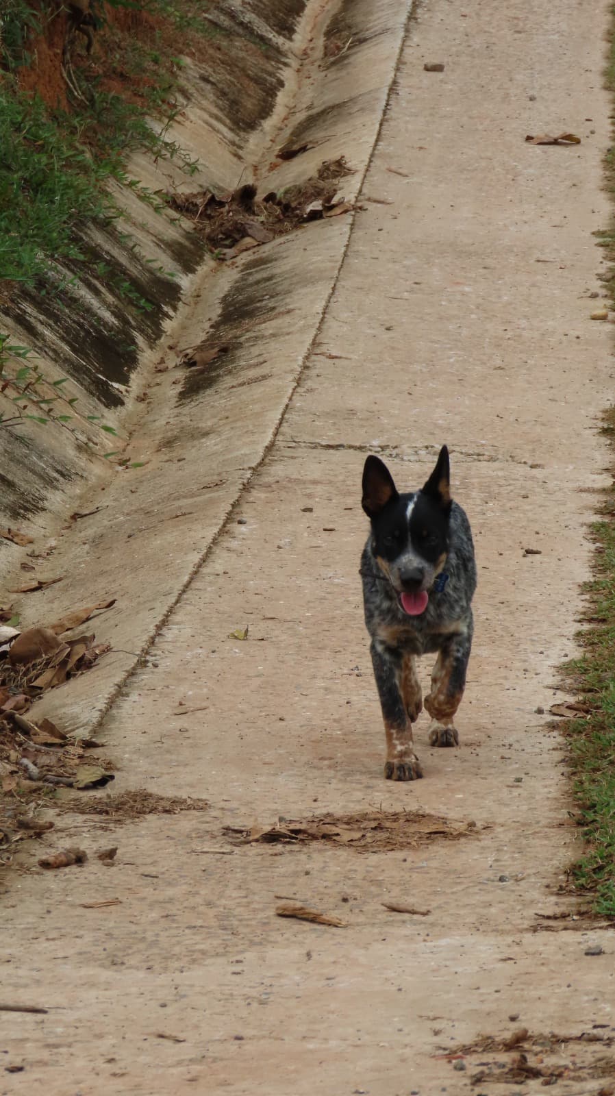 Perro caminando por los senderos de Hacienda Barrios