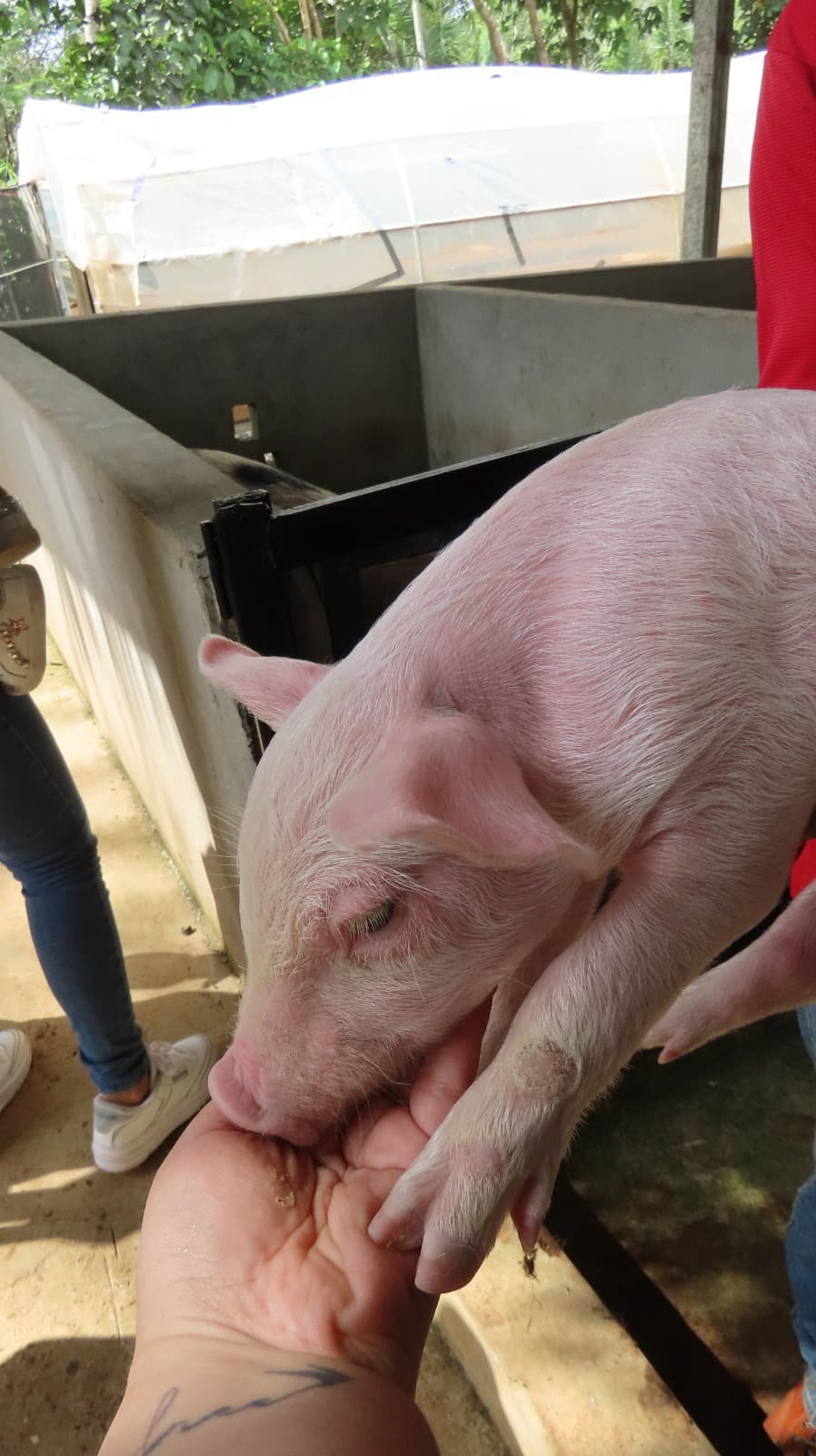 Visitante alimentando a un cerdito de la finca