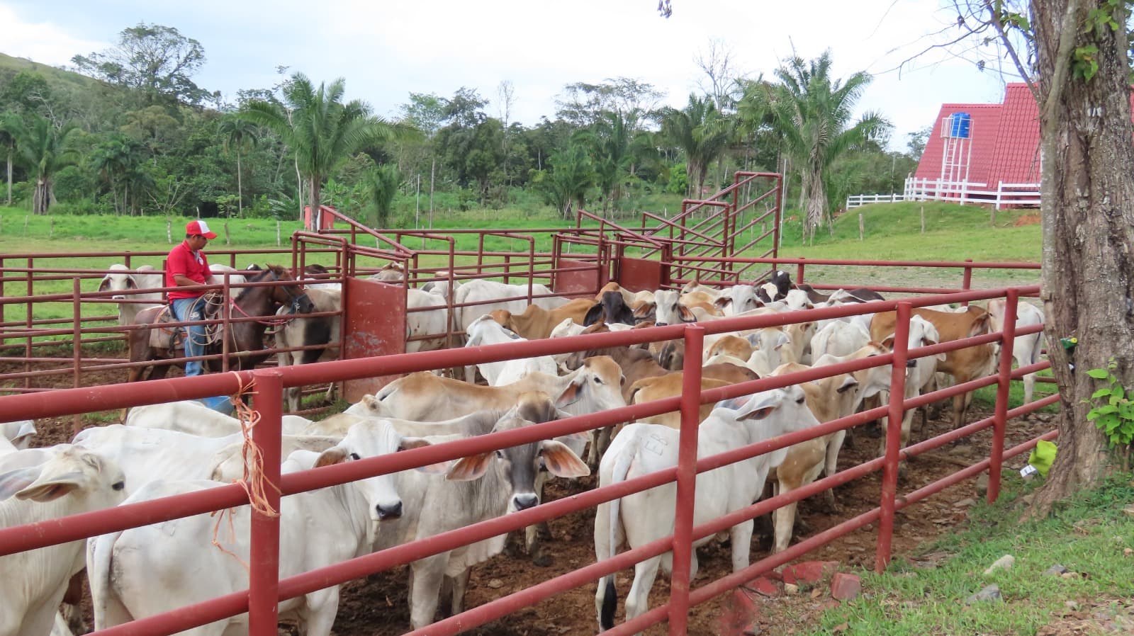 Ganado y personal de la finca en el corral