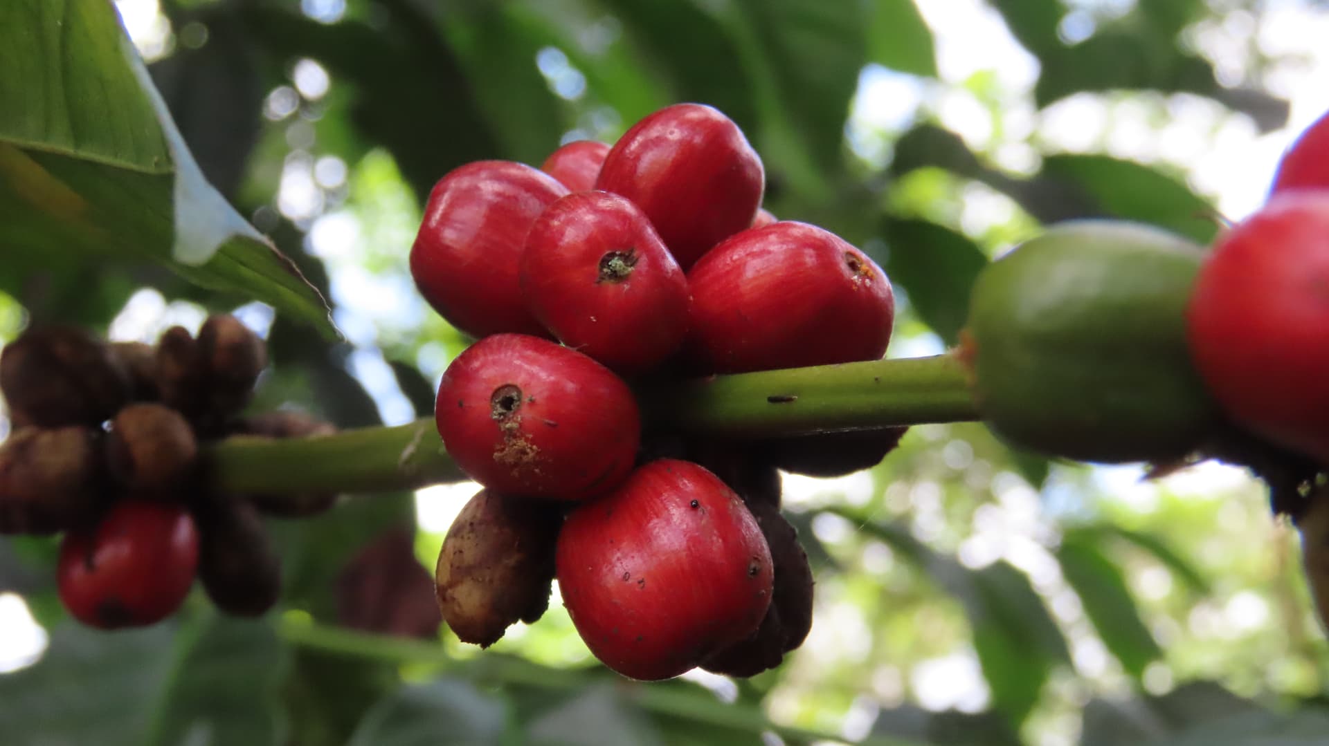 Café Barrios