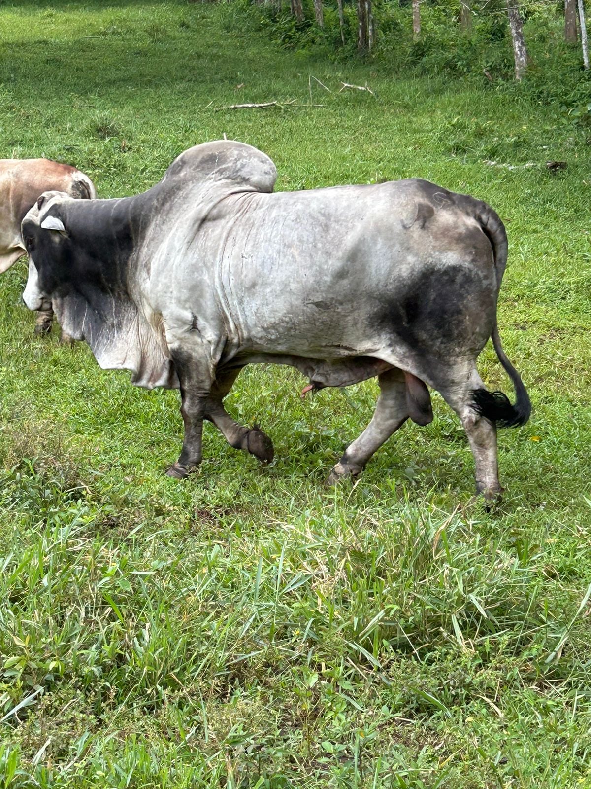 Toro en potrero de Hacienda Barrios