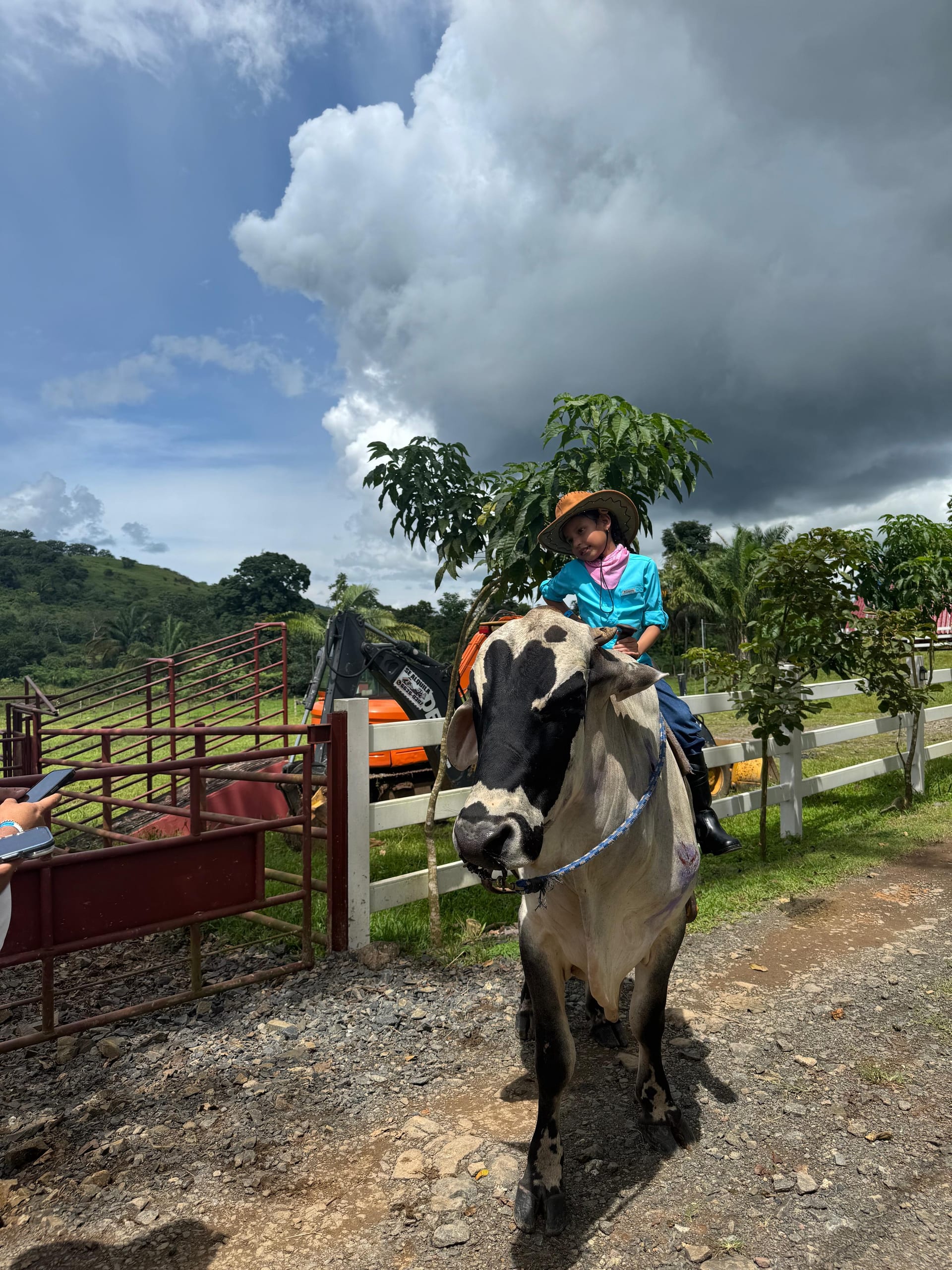 Jinete junto al ganado en la hacienda