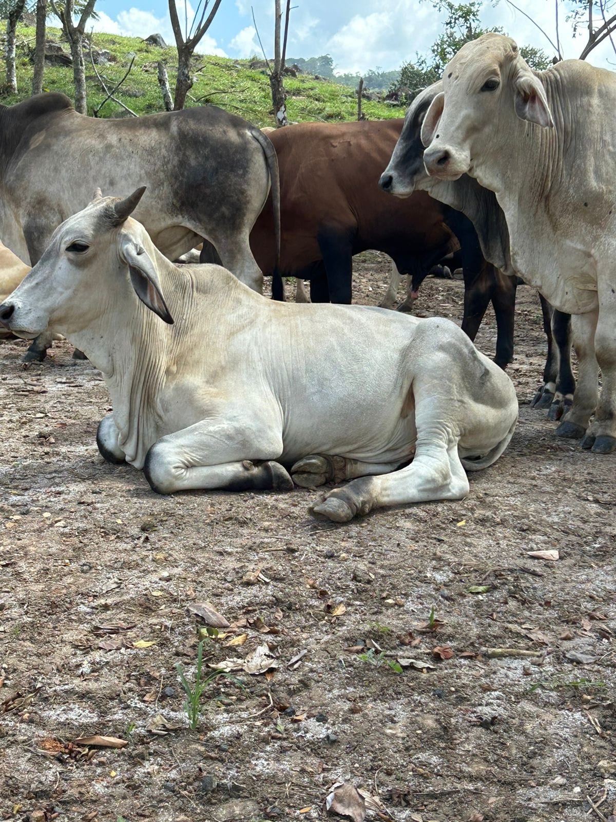 Lote de ganado bajo sombra en Hacienda Barrios