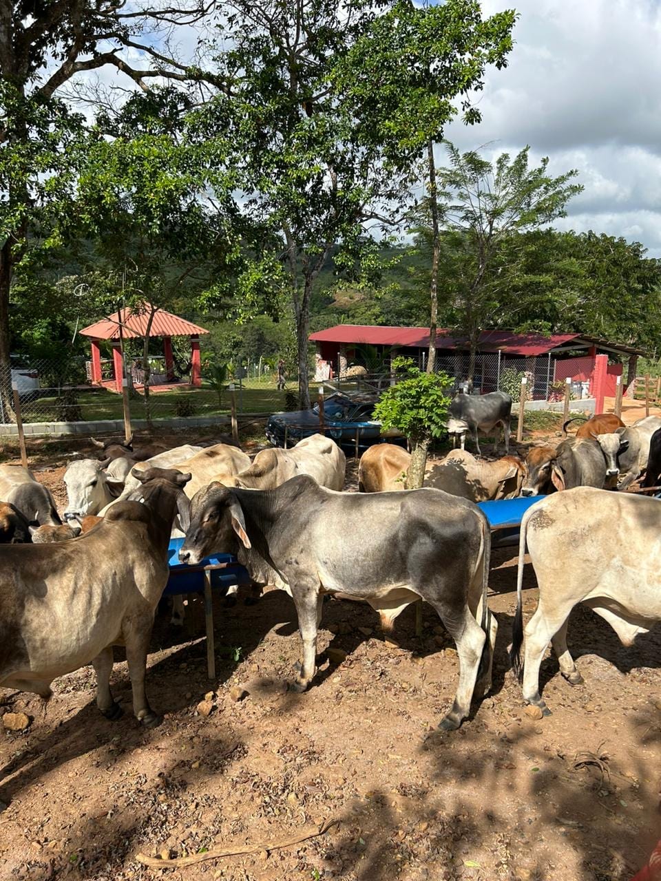 Ganado en area de alimentacion de la finca