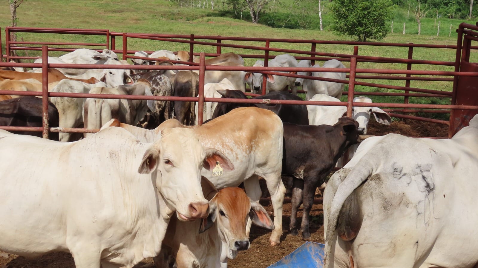 Ganado en el corral de la finca