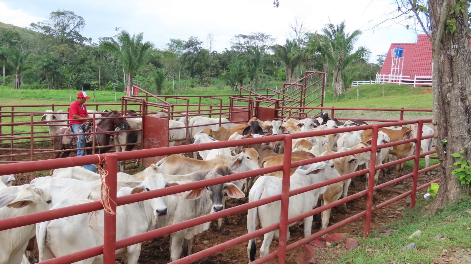 Ganado en corrales de manejo