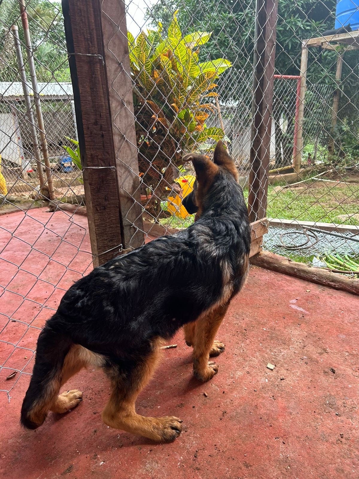 Pastor aleman de perfil en la hacienda