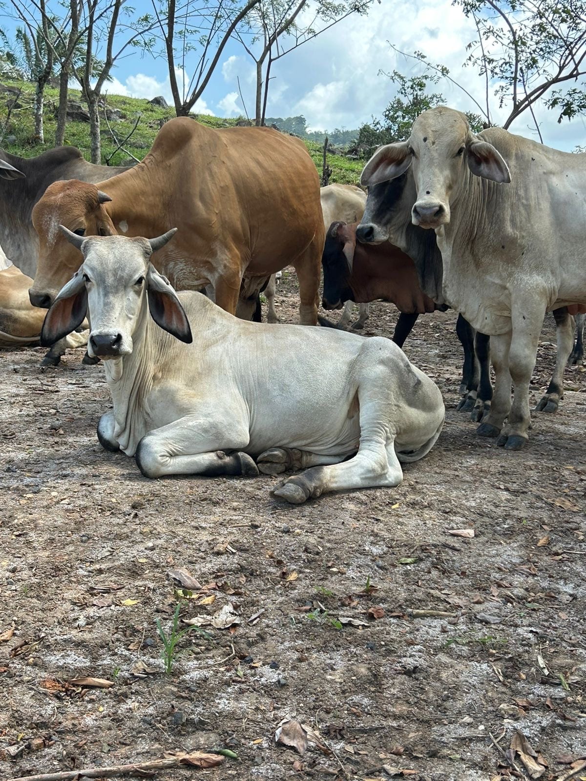 Ganado descansando en Hacienda Barrios
